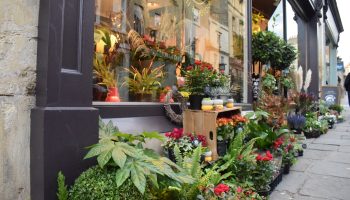 Plants outside Chapter 22