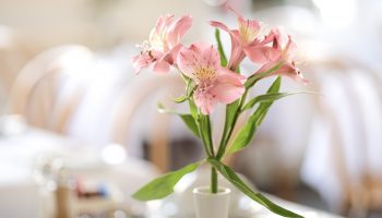 edgar pink flowers 2