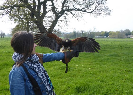 Hawk Flying with Bath Insider Tours