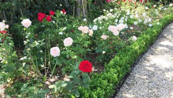 whitley coach garden