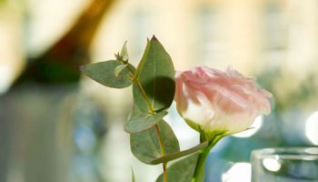 windsoe town house rose